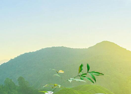 四川成都茶文化.jpg 四川成都茶文化.jpg